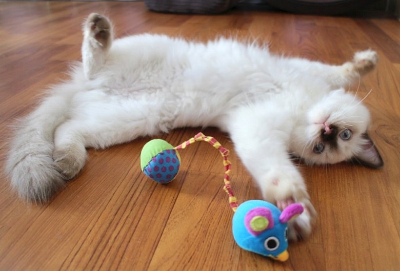 are ragdoll cats playful