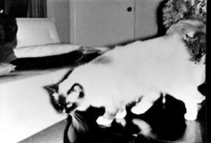 Ragdoll Cat Origin | History Of Ragdoll Cats