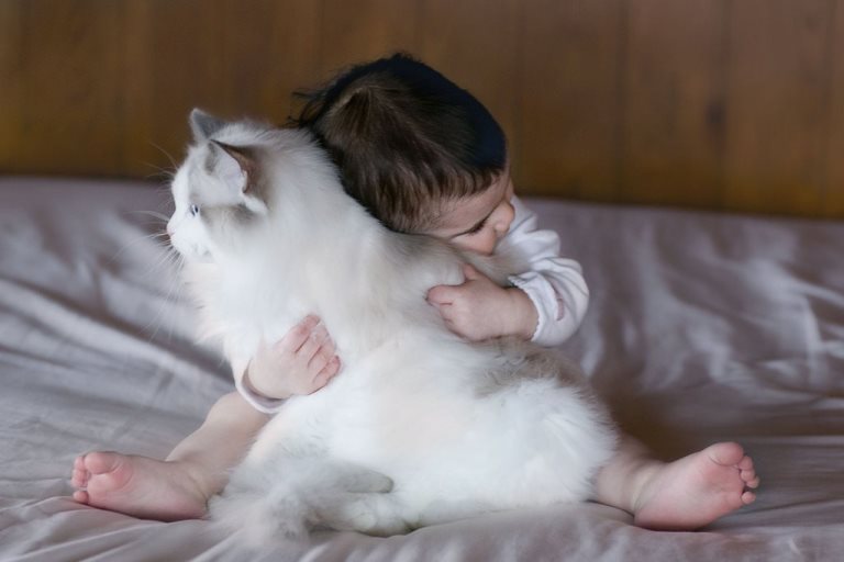 are ragdolls good with babies