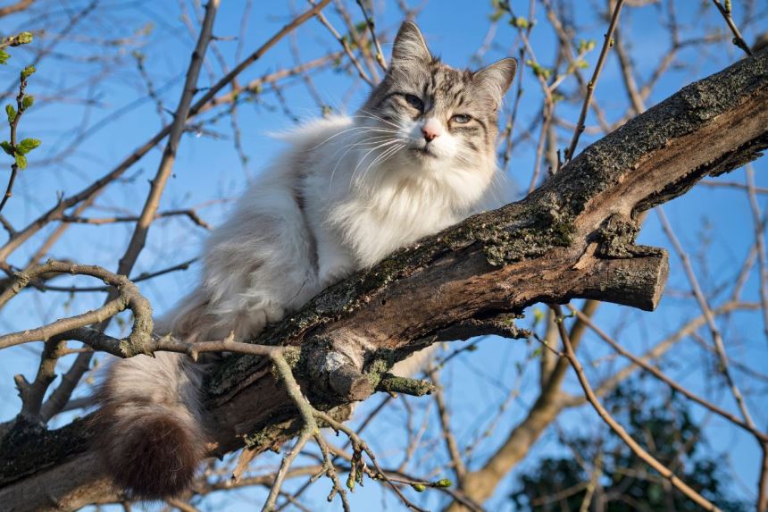 are ragdoll cats indoor or outdoor