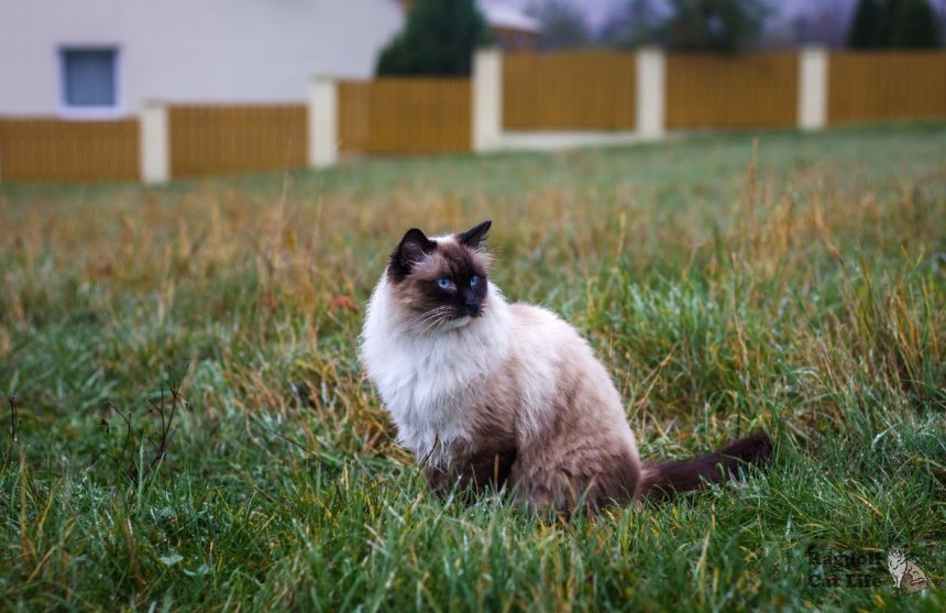 can ragdoll cats go outside