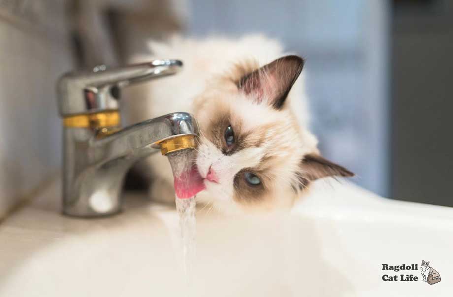 do ragdoll cats like water