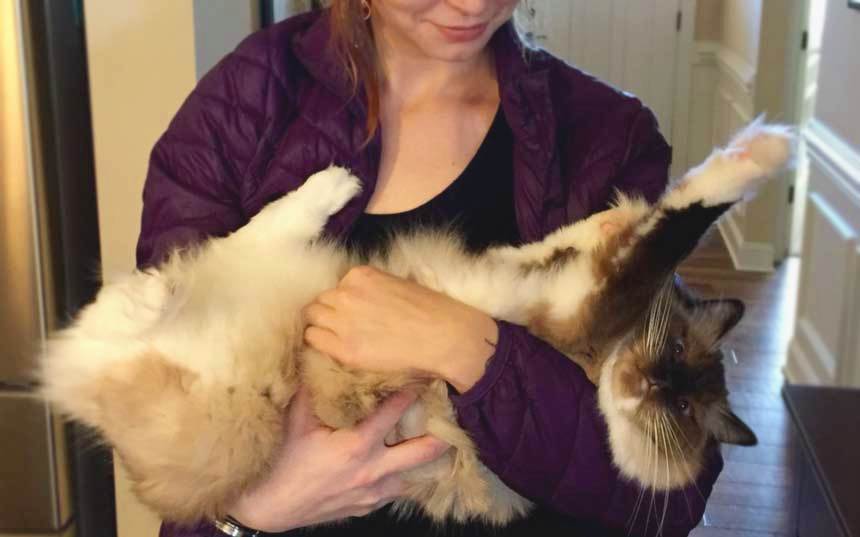 ragdoll cat doesn't like to be held
