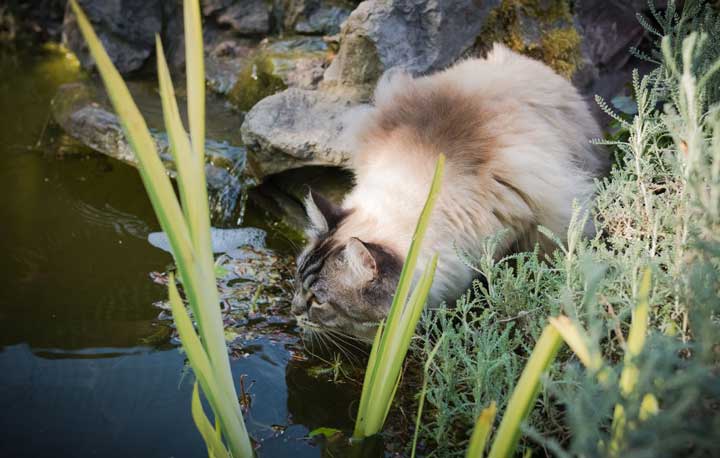 ragdoll cat water