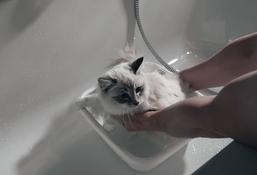 How to baths Ragdoll cat