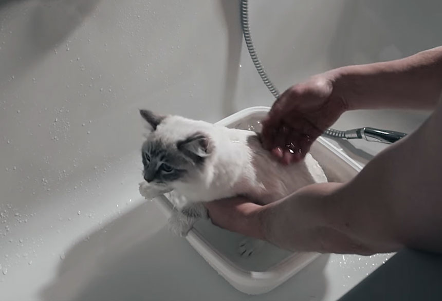 How to baths Ragdoll cats