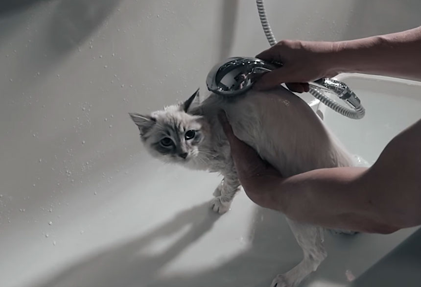 How to baths Ragdolls