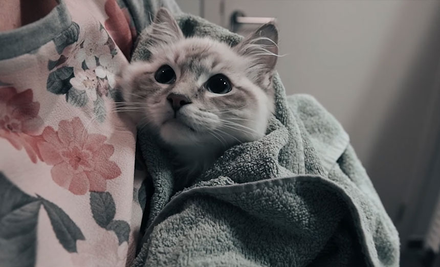 do ragdoll cats like baths