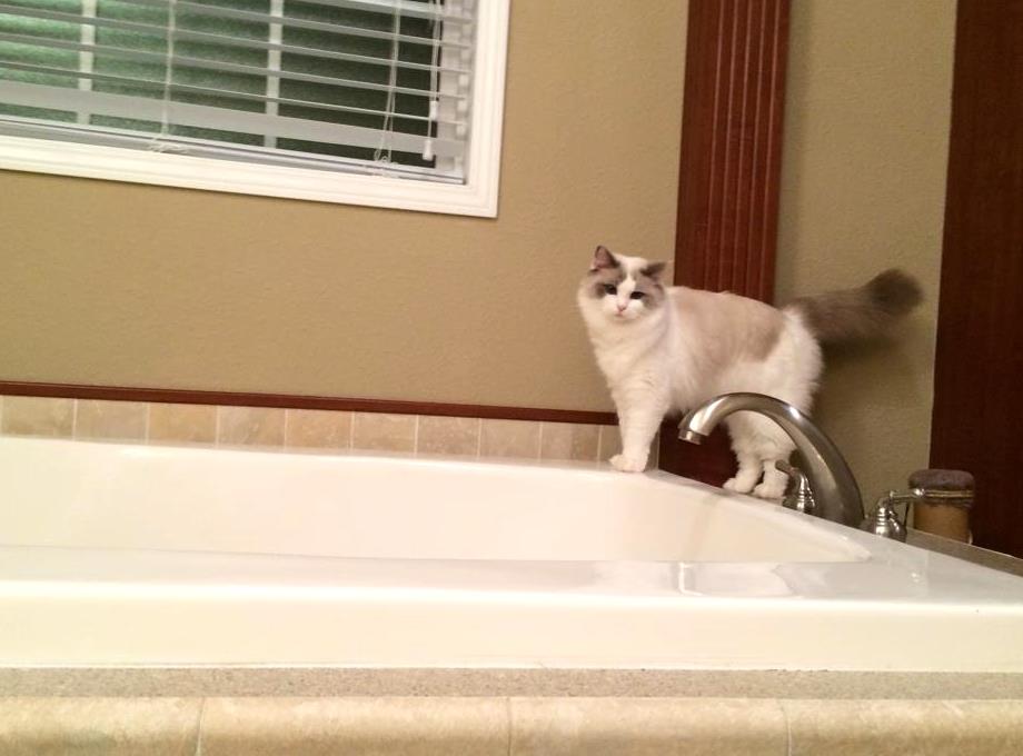 do ragdolls need baths