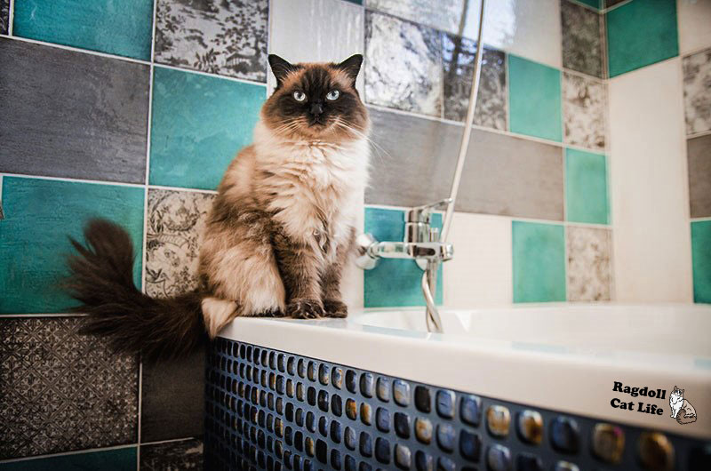 do ragdoll cats need baths