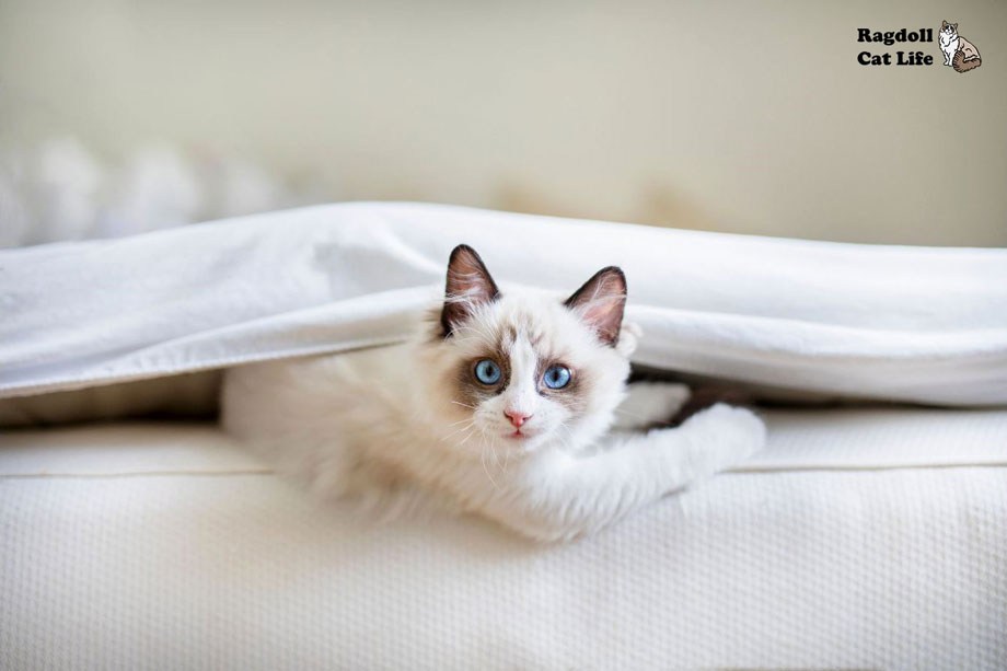 do ragdoll cats scratch furniture